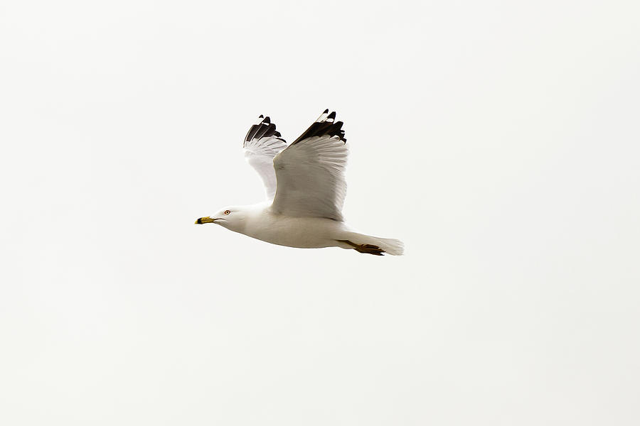 Ring-billed Gull in flight #1 Photograph by SAURAVphoto Online Store