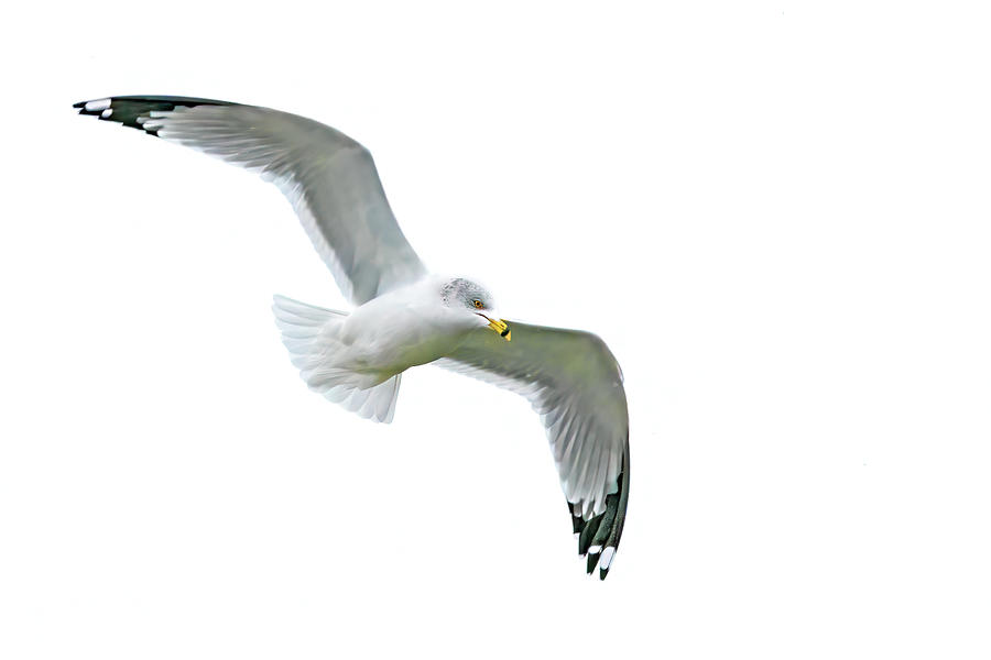 Ring Billed Gull #1 Photograph by Ira Marcus
