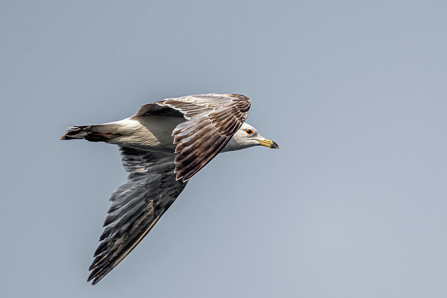 Ring Billed Gull #1 Photograph by Paul Freidlund