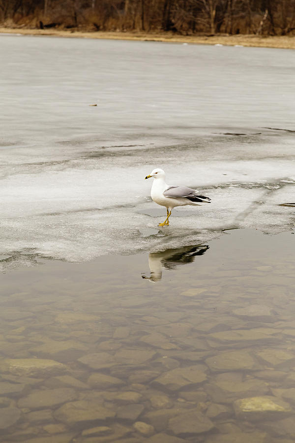 Ring-billed Gull reflection #1 Photograph by SAURAVphoto Online Store