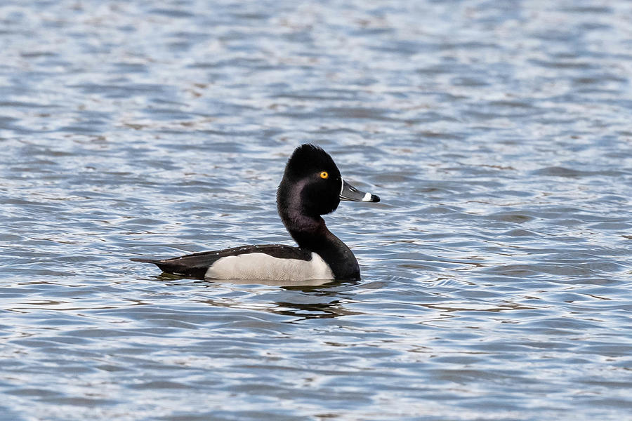 Ring-necked Duck Drake Photograph by Robert Wrenn - Fine Art America