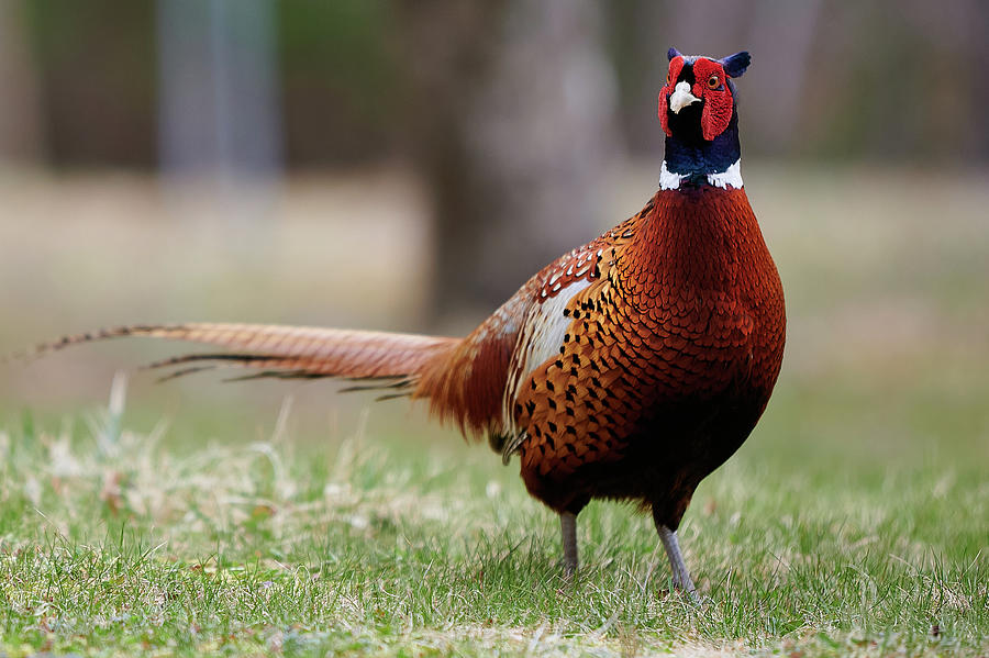 Ring Photograph - Ring-necked pheasant by Curtis Patterson Ring Photograph - Ring-necked pheasant by Curtis Patterson