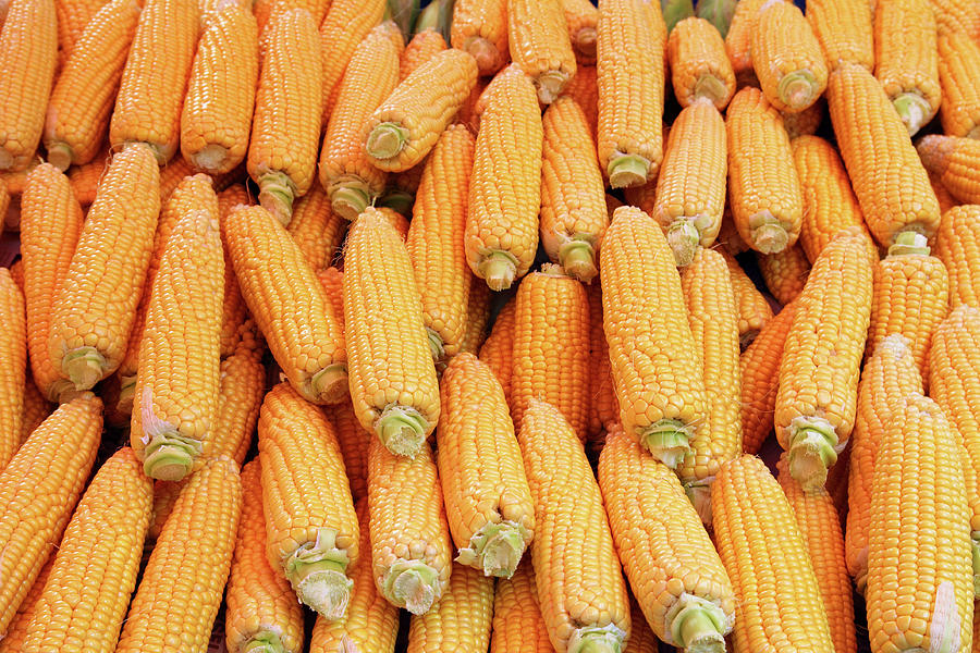 Ripe Corn - Food Background #1 Photograph by Mikhail Kokhanchikov