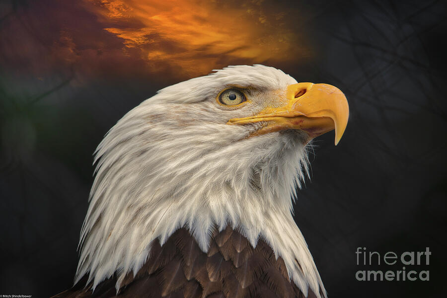 Eagle Photograph - Rise Above It All #1 by Mitch Shindelbower