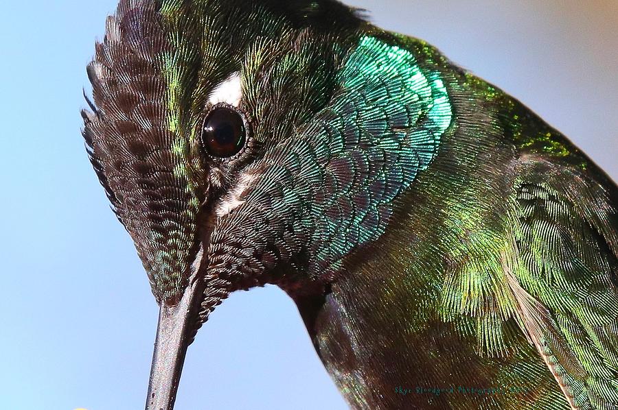 Hummingbird Photograph - Rivolis Hummingbird #1 by Skye Bloodgood