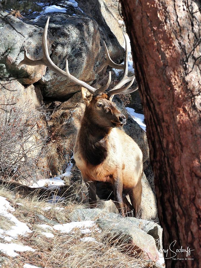RMNP Bull Elk DS #1 Photograph by Jerry Sodorff