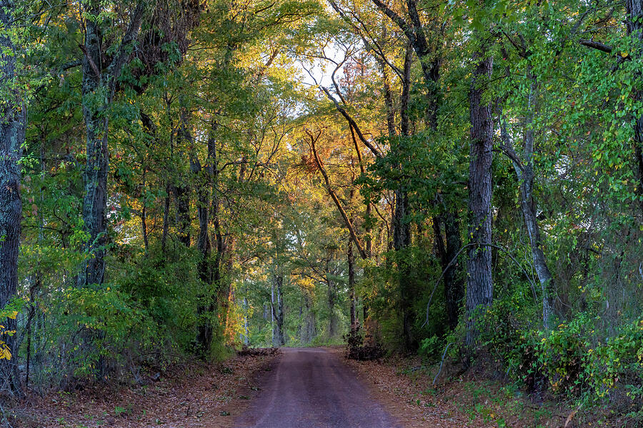 Road in East Texas - 10162 Photograph by Wall Art Of Texas