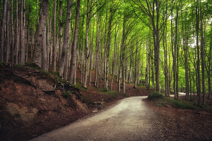 Road in a Beechwood. Casentino Photograph by Stefano Orazzini