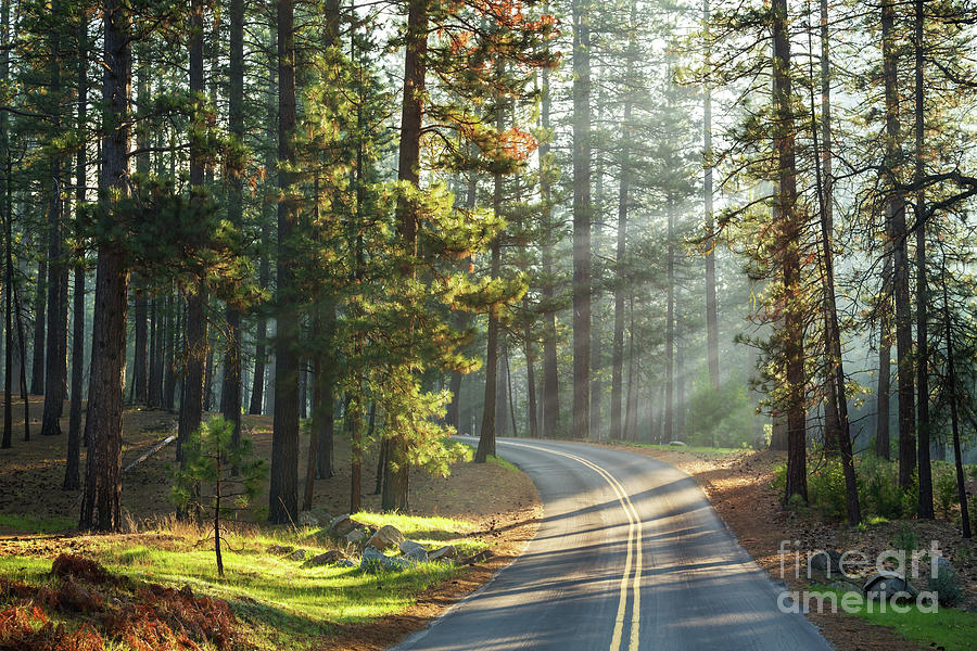 Road through a sunlit pine forest, Yosemite, USA #1 Photograph by Jane Rix