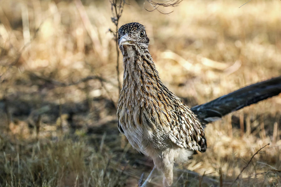 Roadrunner Close Up #1 Photograph by Dawn Richards