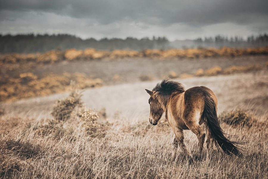 Roaming Free - Horse Art #1 Photograph by Lisa Saint
