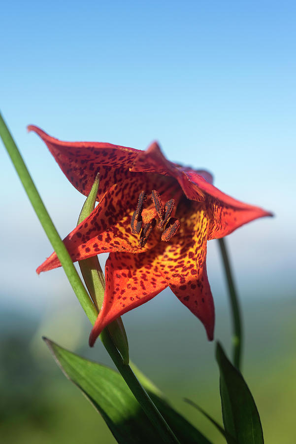 Mountain Photograph - Roan Highlands Grays Lily #1 by Mark VanDyke