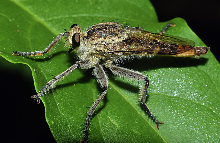 Robber Fly #1 Photograph by Larah McElroy