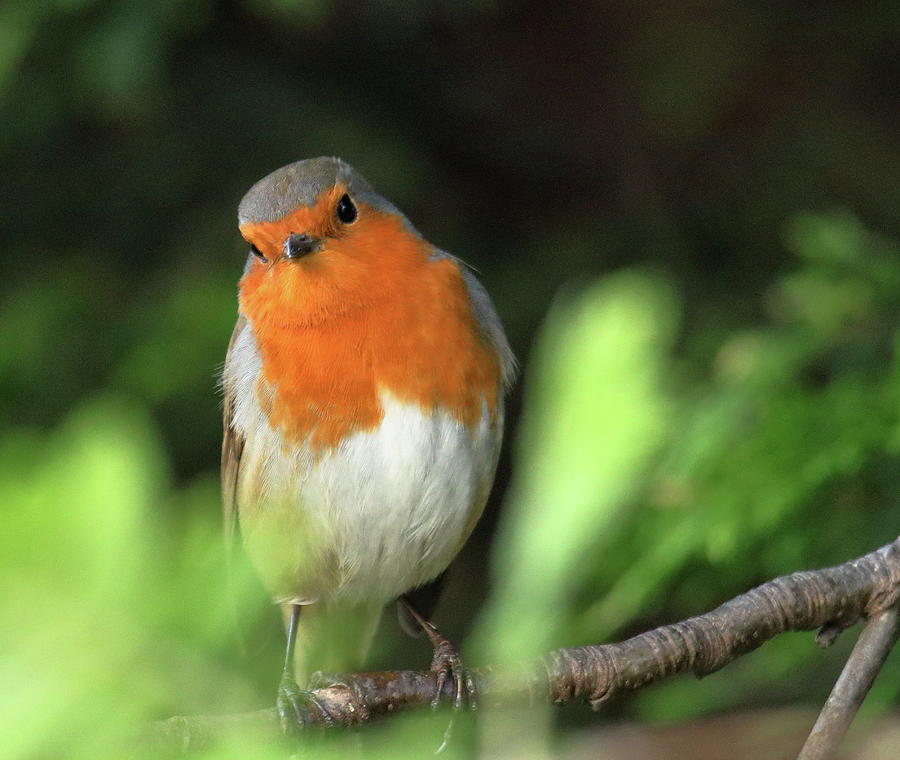 Robin #1 Photograph by Jeff Townsend