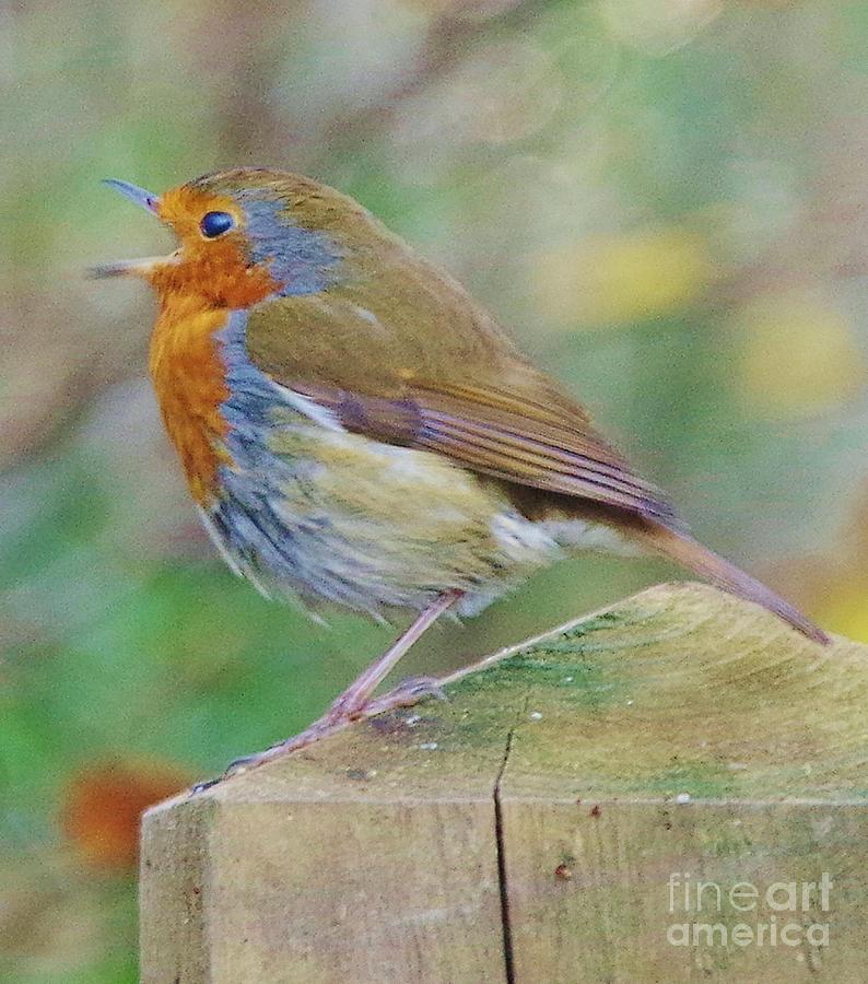 Robin Photograph - Robin - Singing For Joy by Lesley Evered