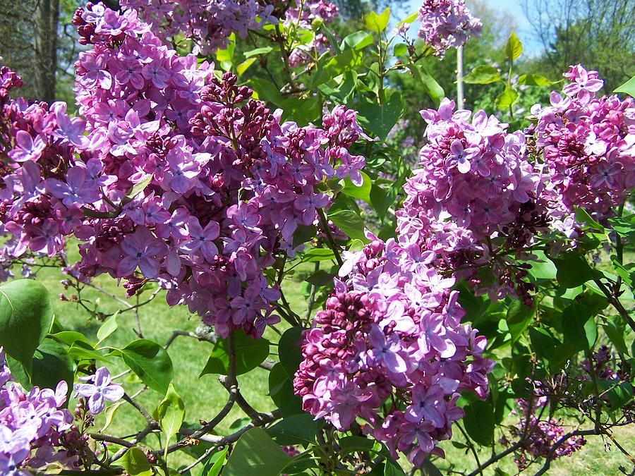 Rochester Lilacs Photograph by Charlotte Gray | Fine Art America