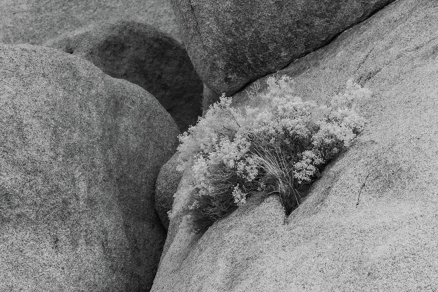 Rock and Plant in Infrared #1 Photograph by Jerry Fornarotto