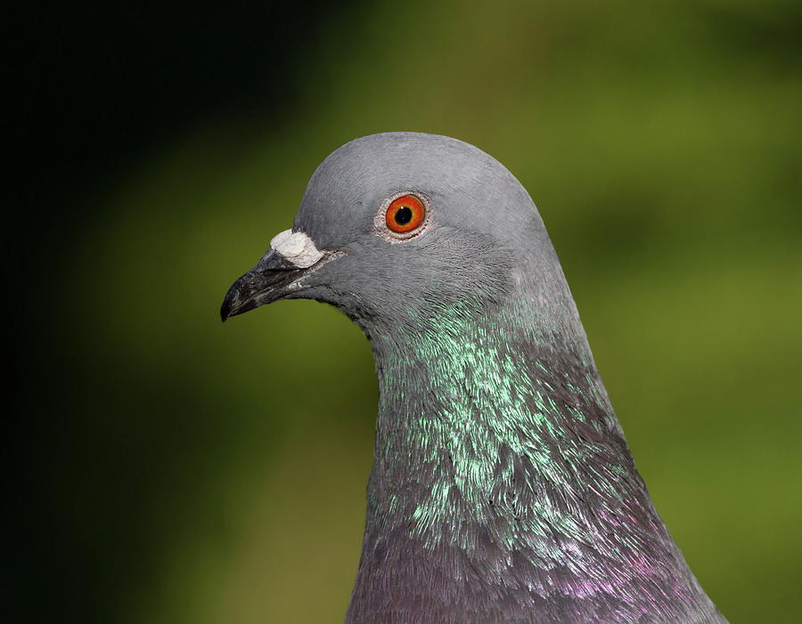 Rock dove or pigeon, columba livia #1 Photograph by Elenarts - Elena Duvernay photo