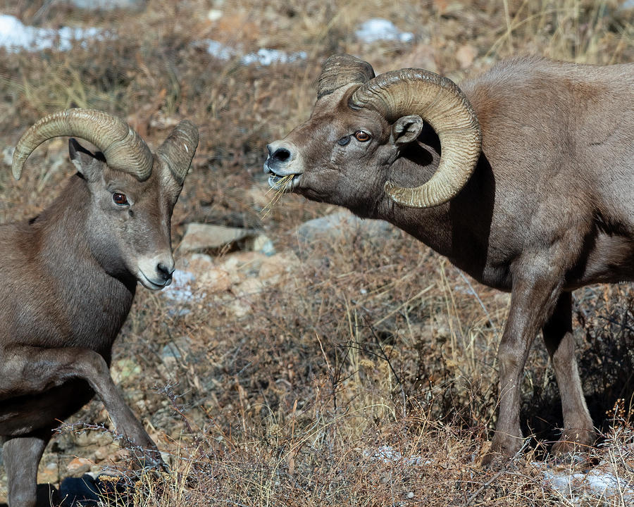 Rocky Mountain Big Horn Sheep #1 Photograph by Gary Langley