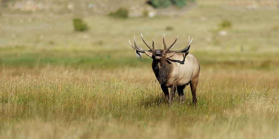 Rocky Mountain Bull Elk Bugling Photograph
