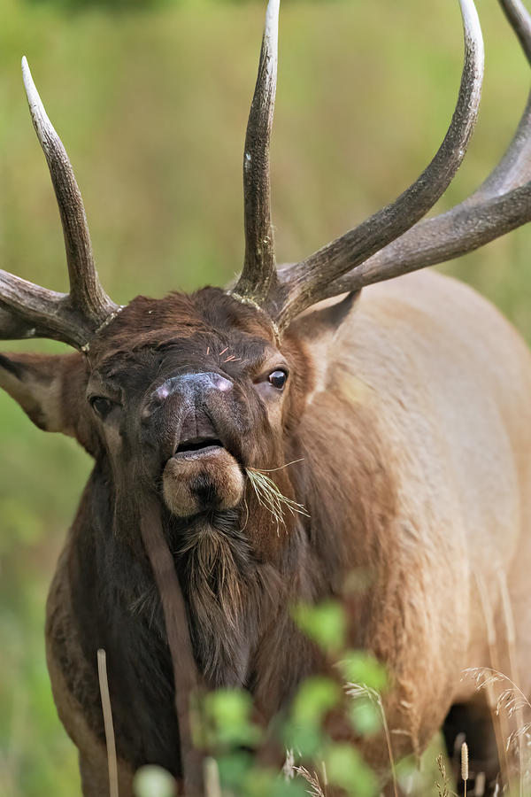 Rocky Mountain Bull Elk Closeup #1 Photograph by Gary Langley