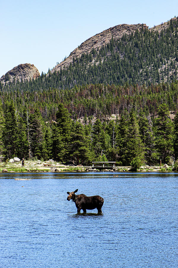 Rocky Mountain Moose Photograph by Emma Pofahl - Fine Art America