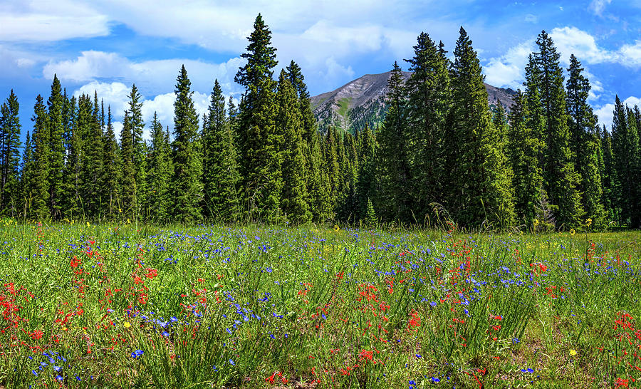 Rocky Mountain Wildflowers Photograph by Lynn Bauer