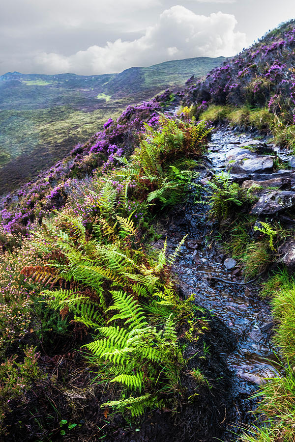 Rocky Trail through the Ferns and Heather  of the Scottish Highl #1 Photograph by Debra and Dave Vanderlaan