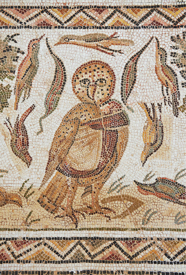 Roman mosaics depicting an owl  - El Djem Archaeological Museum Photograph by Paul E Williams