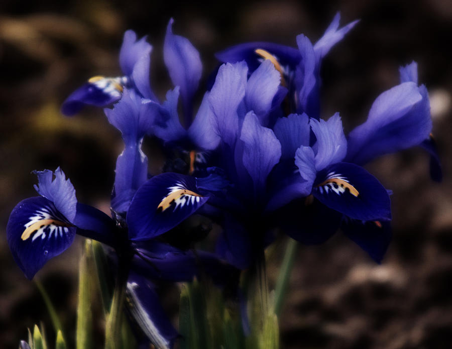 Romantic Dwarf Iris #1 Photograph by Richard Cummings