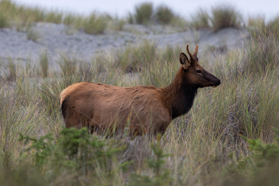 Roosevelt Elk Spike #1 Photograph by Rick Pisio