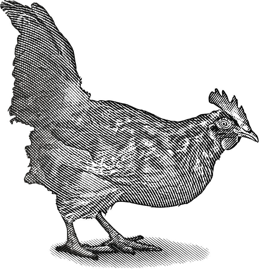Rooster #1 Drawing by GeorgePeters