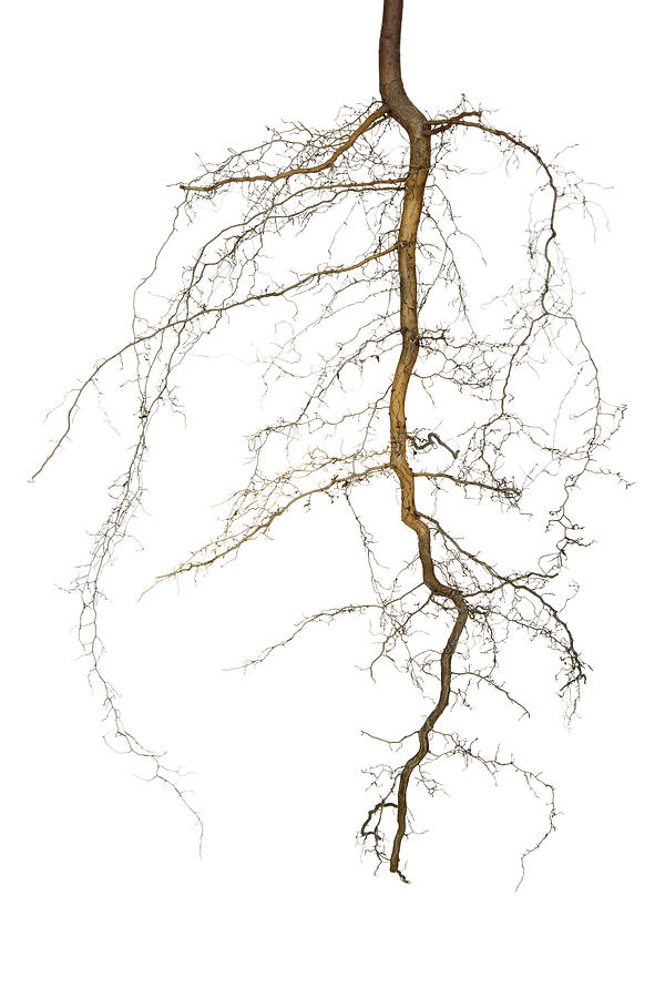 Roots Isolated #1 Photograph by DonNichols