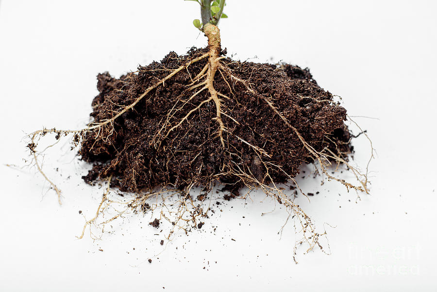 Roots Of A Plant With Soil, Isolated On White Background. Photograph