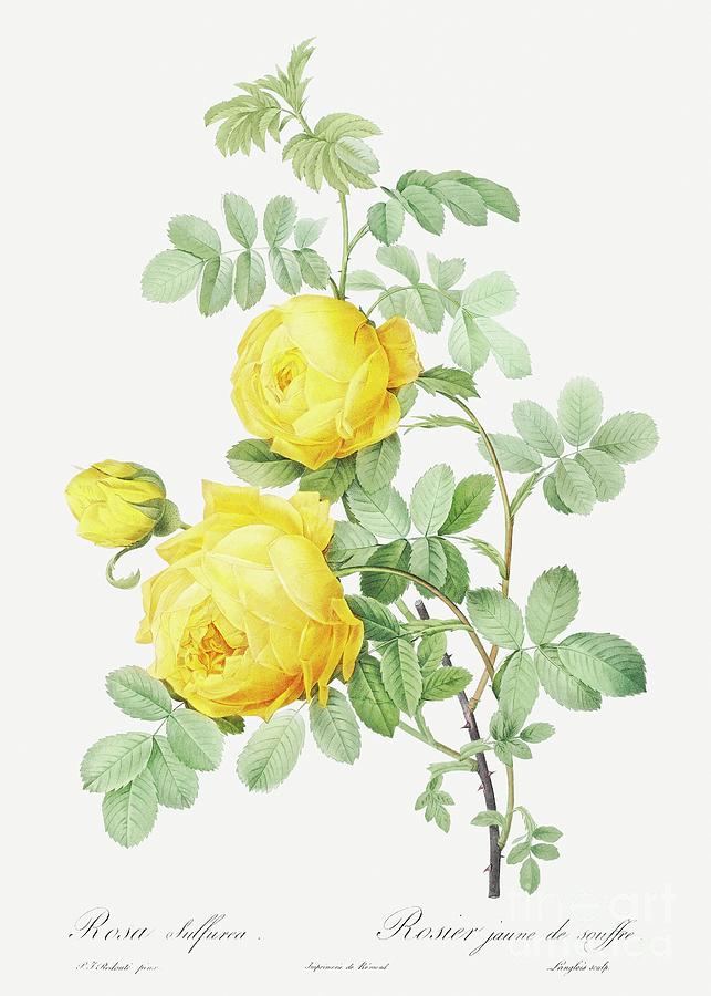 Rosa hemisphaerica, also known as Yellow Rose of Sulfur Rosa sulfurea from Les Roses 1817-1824  b #1 Painting by Shop Ability