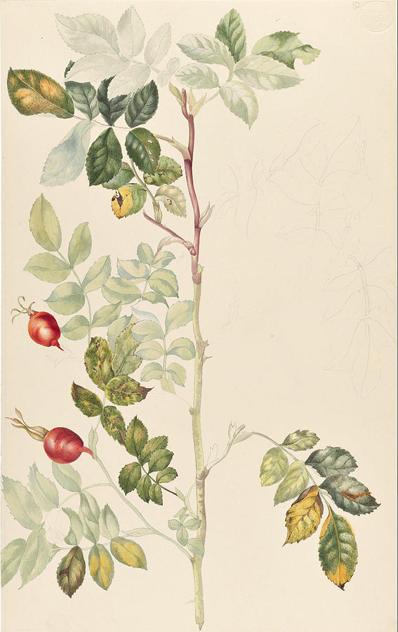 Rose Painting - Rosa  Rose Hip  #1 by Drummond  Mary Bothwell Home