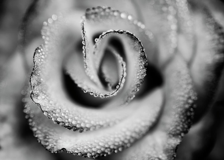 Rose abstract in monochrome Photograph by Vishwanath Bhat Fine Art