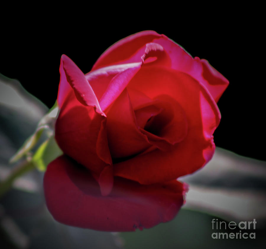 Rose 3 Photograph by Ash Nirale