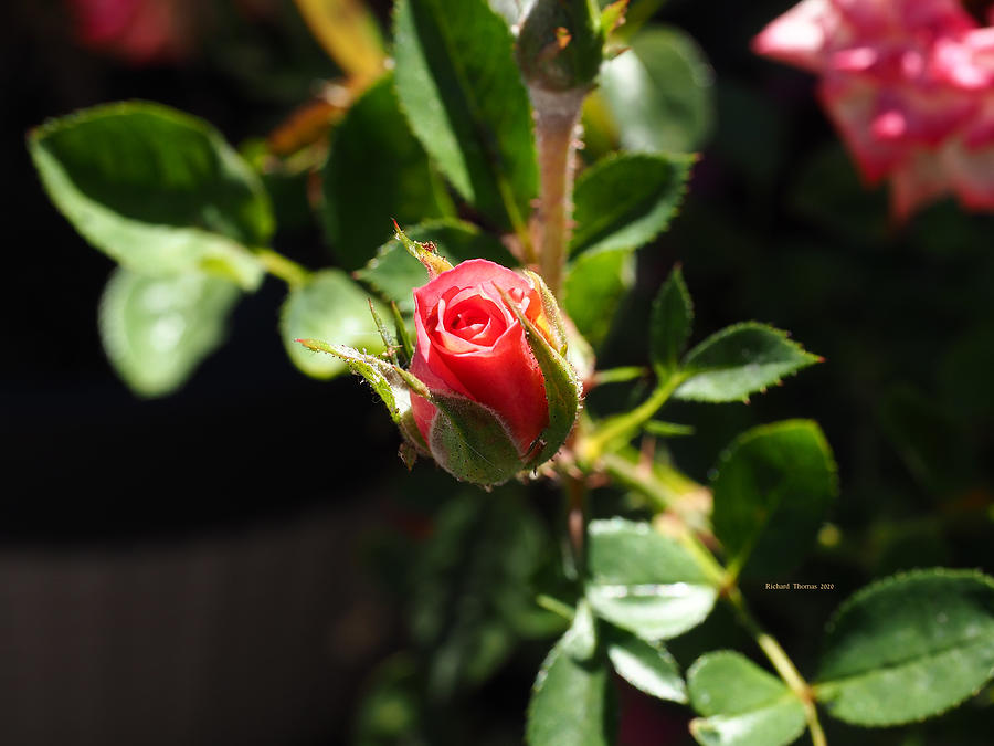 Rose Bud #1 Photograph by Richard Thomas
