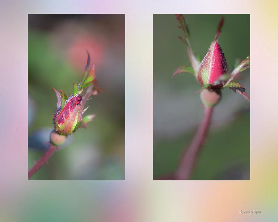 Rose Photograph - Rose Buds #1 by Phil And Karen Rispin