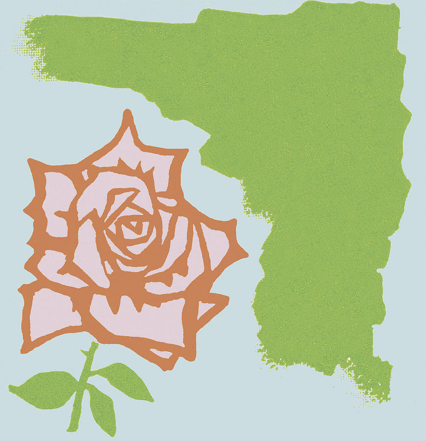 Rose #1 Drawing by CSA-Printstock