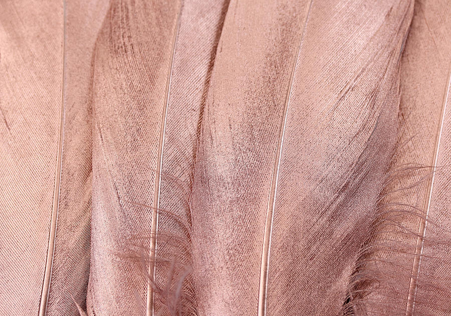 Rose Gold Feathers Background #1 Photograph by Kelly Bowden