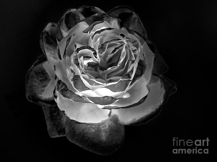 ROSE in BLACK AND WHITE. #1 Photograph by Alexander Vinogradov