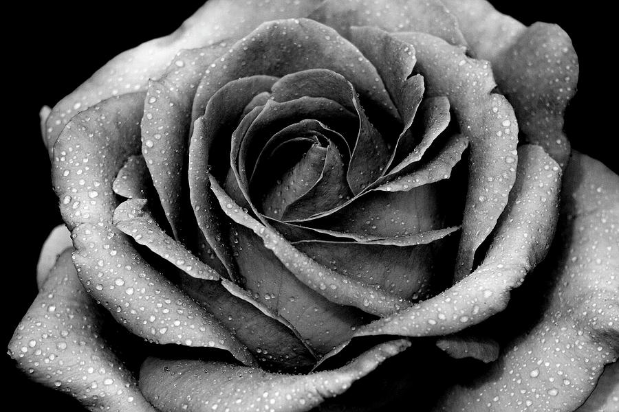 Rose in Black and White with Morning Dew Photograph by Heath Robison ...