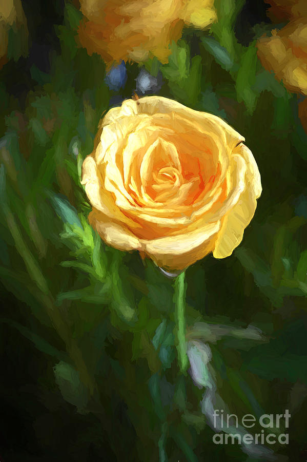 Rose In Bloom Digital Art
