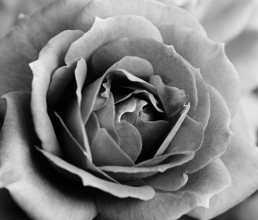 Rose in monochrome #1 Photograph by Vishwanath Bhat
