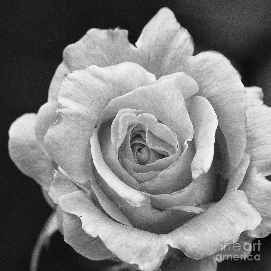 Rose #2 Photograph by James Buch