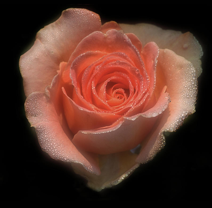 Rose With Dew #1 Photograph by Dave Mills