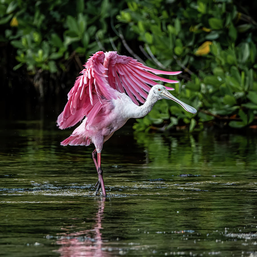 Roseate spoonbill Photograph by Edward Saternus Roseate spoonbill Photograph by Edward Saternus