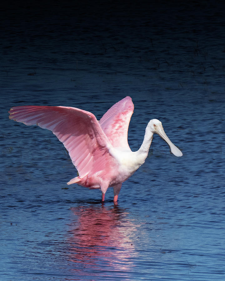 Roseate Spoonbill #1 Photograph by George Harth